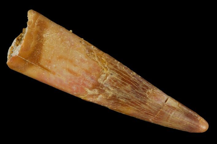 Fossil Pterosaur (Siroccopteryx) Tooth - Morocco #134660